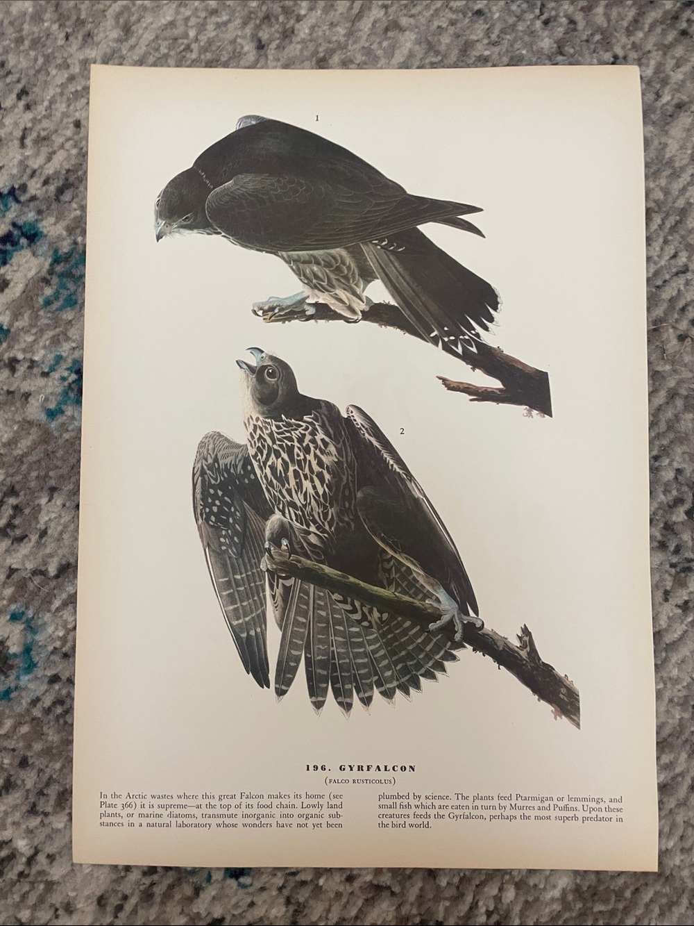 🖤5/$25 Vintage Gyrfalcon Bird Art Print - Black and Brown